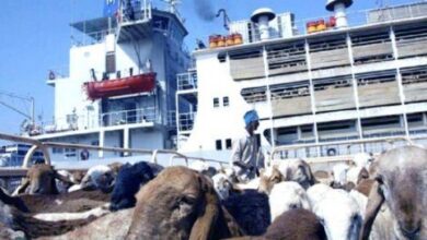 استئناف صادرات الماشية السودانية بعد تعليق الضرائب لأسبوعين.