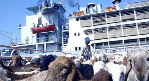 استئناف صادرات الماشية السودانية بعد تعليق الضرائب لأسبوعين.